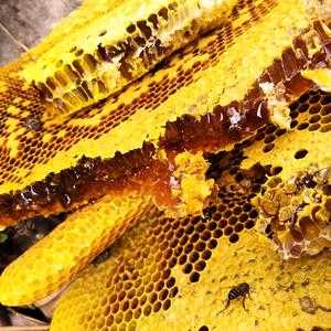 贵州的蜂蜜叫什么（贵州蜂蜜在蜂蜜市场的占比）