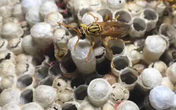  蜜蜂蛹怎么样才能孵化出来「蜜蜂蛹怎么弄出来」