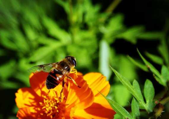 蜜蜂在秋天会干什么
