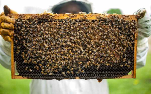 蜜蜂应怎么养