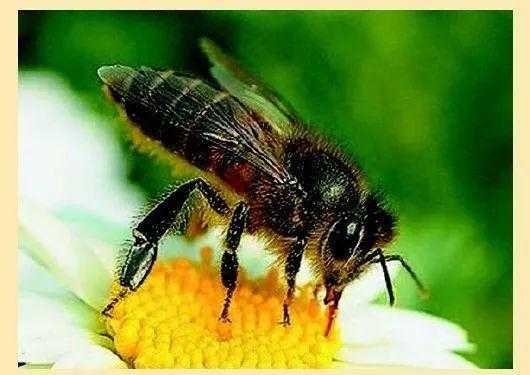 壁蜂什么时候放怎么放,壁蜂的寿命有多长 
