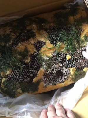 野生岩蜂蜜像石头 岩蜂蜜为什么是白的