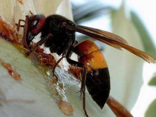 排蜂是什么蜂_排蜂是什么蜂种