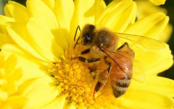  中华蜜蜂什么季节出蜜「中华蜂什么季节取蜜最好」