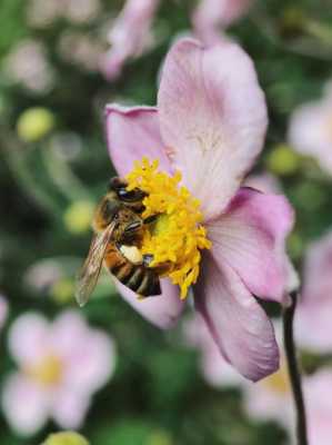 蜜蜂一般采集什么花