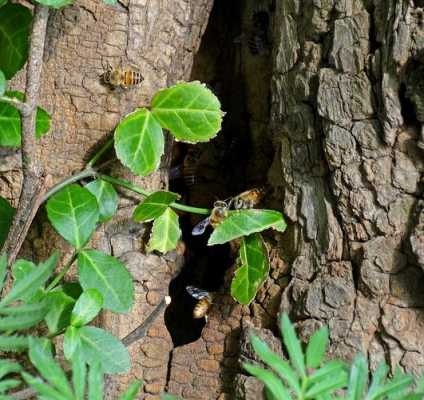 怎么把树洞里的蜜蜂（怎么把树洞里的蜜蜂赶出去）