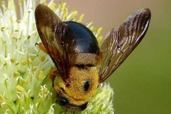 蜜蜂种类怎么区分