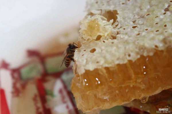  蜂蜜为什么是甜的「蜂蜜是蜜蜂的唾液还是排泄物」