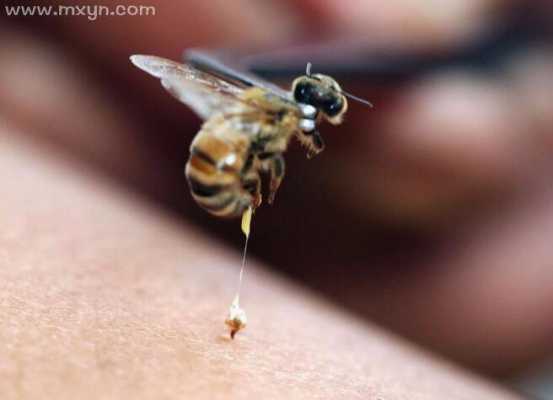 蜜蜂起泡泡-蜜蜂上面有气泡是什么原因