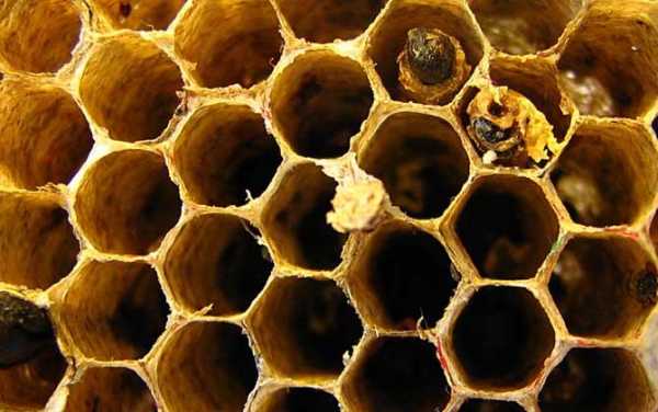 蜜蜂怎么建蜂巢视频