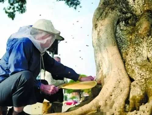  怎么收树洞蜂「如何收树洞蜂」