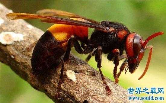 食用蜂虫有什么好处_吃虫子的蜂