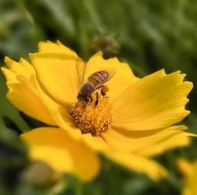 为什么蜜蜂要采花蜜呢-为什么蜜蜂要一直采花蜜