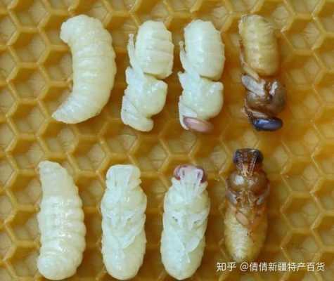 蜂王幼虫吃几天王浆-蜂王幼虫怎么吃