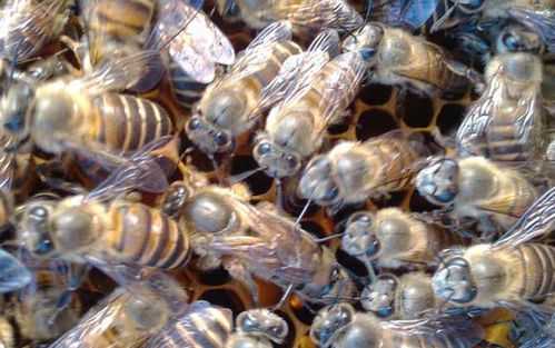  圆通养的中蜂秋繁怎么管理「中蜂养殖技术 圆桶」