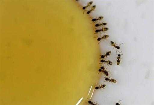 蜂蜜进去蚂蚁怎么办_蜂蜜进去蚂蚁怎么办图片