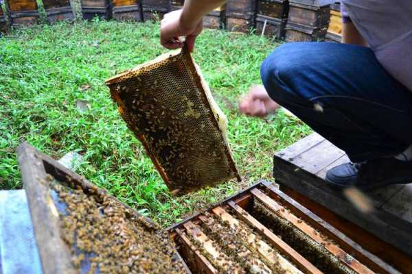 关于蜂箱里的蜂蜜怎么保存的信息