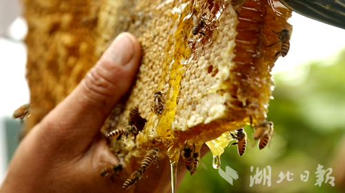 家蜂割下来怎么弄蜂蜜_把蜂蜜割了蜜蜂还能活吗