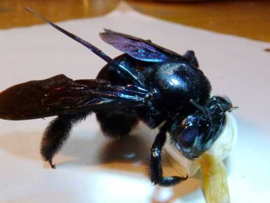 全黑色的蜜蜂是什么蜂子-全黑色的蜜蜂是什么蜂