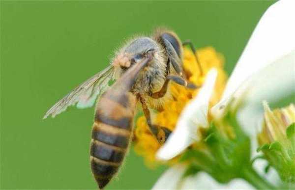  蜜蜂一般逃跑是什么时间「蜜蜂逃跑一般在什么时候」