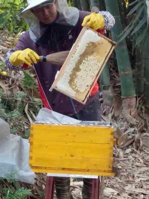 蜜蜂怎么制作蜂蜜-怎么制作蜂蜜