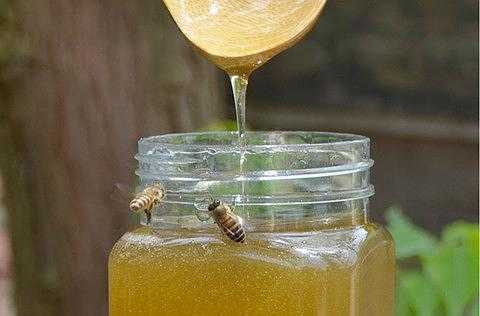 蜂蜜是冬天的好还是春天的好