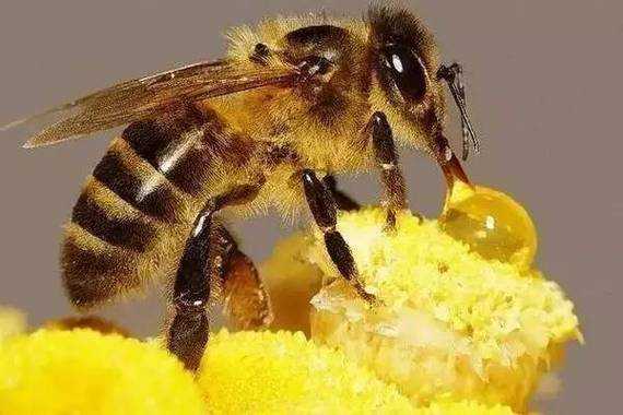 蜜蜂不吃蜂蜜吗