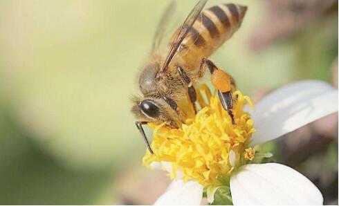 蜜蜂跟踪怎么办_蜜蜂跟着怎么办