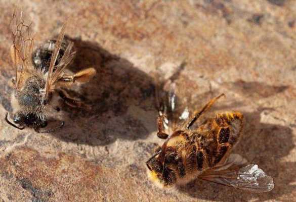  蜜蜂发量死亡怎么办「蜜蜂大量死亡,症状和中毒相是」
