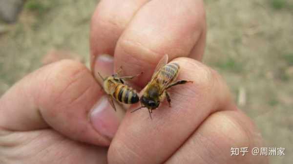  蜜蜂怎么快速止疼「如何缓解蜜蜂蛰了的疼痛」