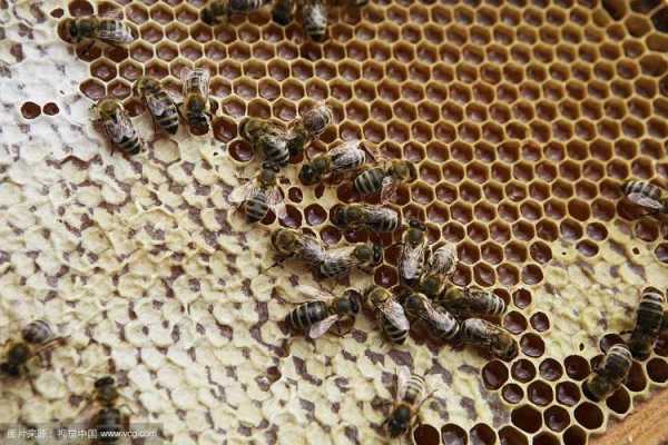 密蜂吃蜂巢是什么原因,蜜蜂吃蜂巢是什么原因 