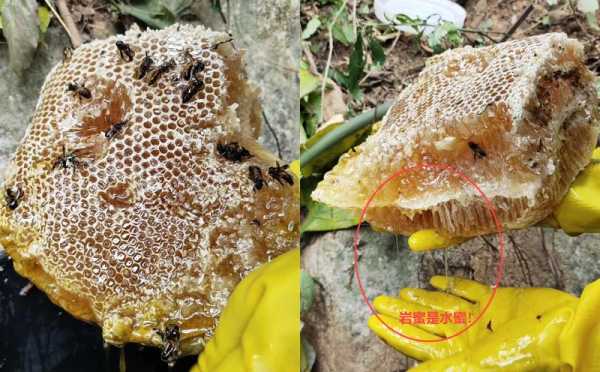 割蜂蜜的时有蜂蛹怎么办