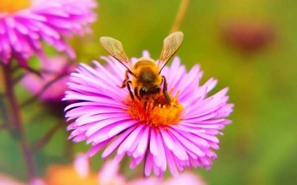 什么蜜蜂采花蜜