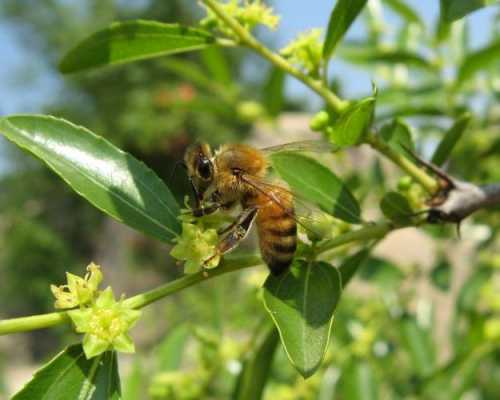 枣花蜜对蜜蜂有毒吗?