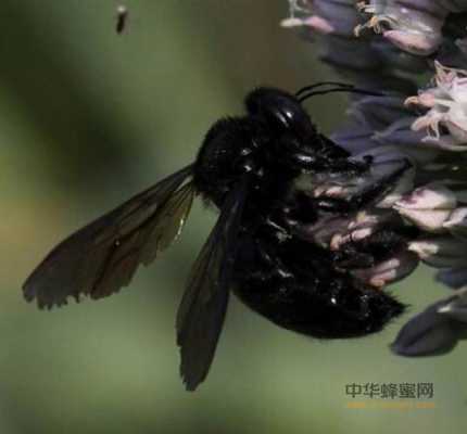 蜂巢里面的黑色蜜蜂是什么原因