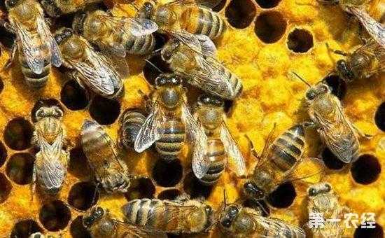  中蜂怎么做好消费管理「目前中蜂怎样管理?」