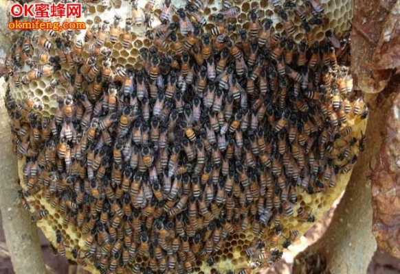 岩蜂和排蜂有什么区别图片-岩蜂和排蜂有什么区别