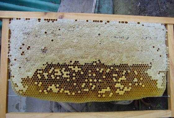 蜜蜂蜂脾怎么保存,蜜蜂蜂脾的摆放 
