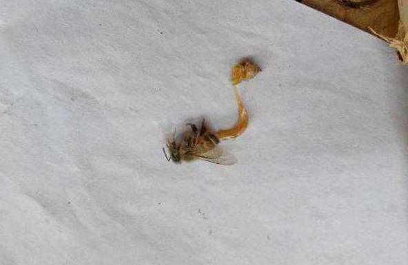 蜜蜂拉虫子是什么原因-蜜蜂拉蛹是什么病