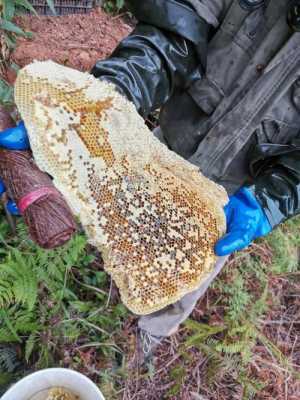 野蜂蜜营养价值高吗 野蜂蜜有什么作用与功效