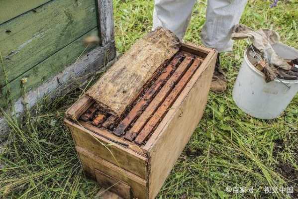  收捕野蜂怎么入箱「收捕野蜂怎么入箱子」