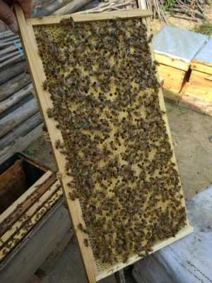 人工育蜂王台蜜蜂磕怎么办