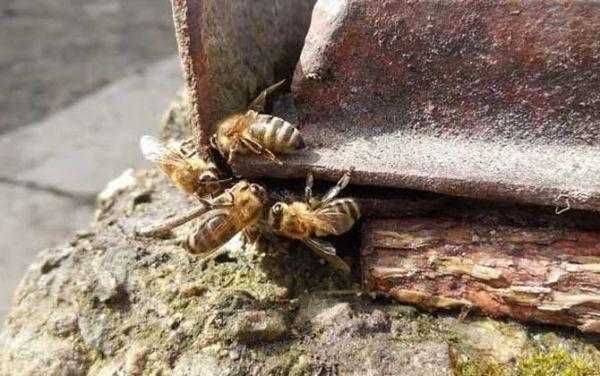  蜜蜂逃了怎么收蜂「蜜蜂逃了怎么收蜂窝」