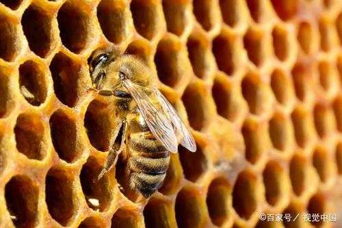  冬天中蜂雄蜂多了怎么办「雄蜂冬天会离开蜂窝吗」