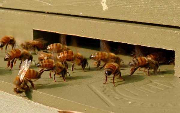 中蜂怎么取蜜才不跑,中蜂取蜜后怎样防止蜜蜂跑 