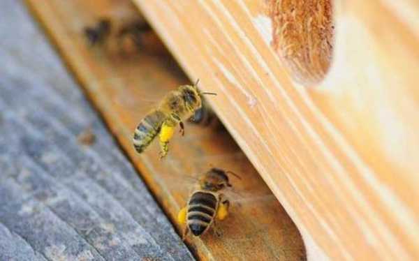 中蜂怎么取蜜才不跑,中蜂取蜜后怎样防止蜜蜂跑 