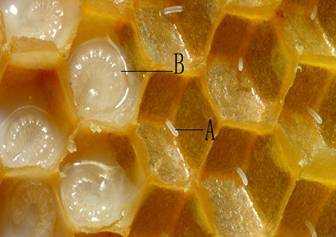 怎么分辨蜂卵和幼虫_蜂卵大小