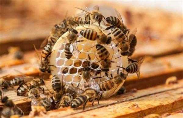 为什么蜜蜂有蜂王-为什么有蜂蜜王