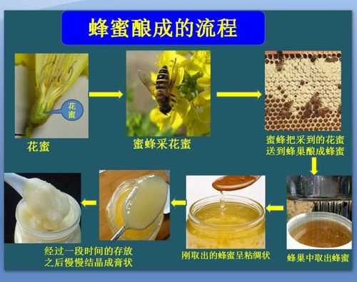  蜂蜜生产需要注意什么「生产蜂蜜的四个步骤」