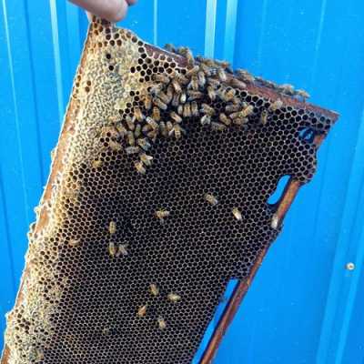  蜜蜂建巢蜂蜡怎么弄出来的「蜜蜂用蜂蜡筑造蜂房属于什么行为」
